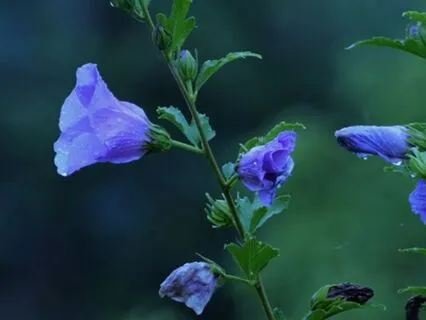 Peace After The Storm