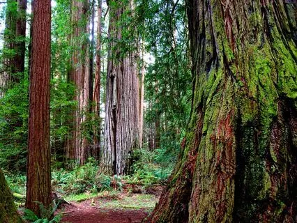 Peace Among The Redwoods