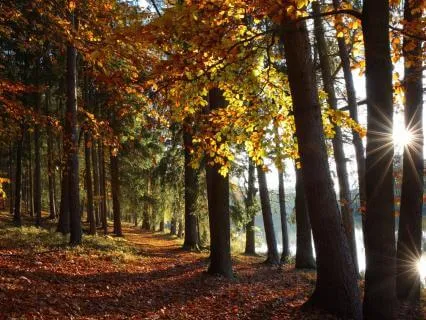 Peace Among The Trees - Ambient Music For Rest And Sleep