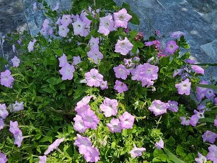 Peace And Love # 2 The Unchanging Me