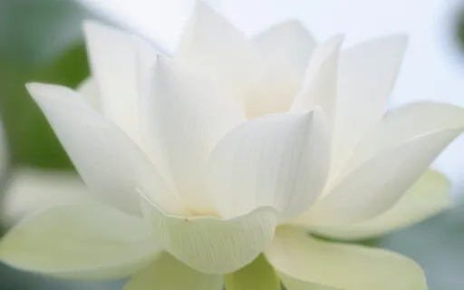 Peace & Stillness Meditation