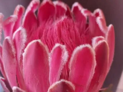 Peace And Tranquillity