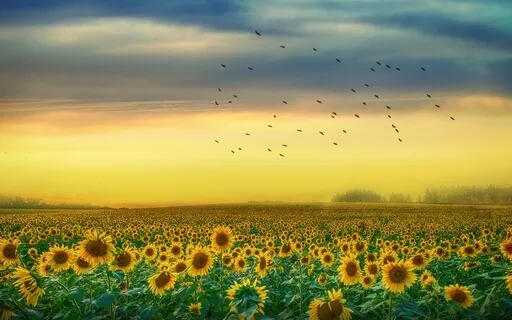Peace & Unity (Singing Bowls With Kalimba)