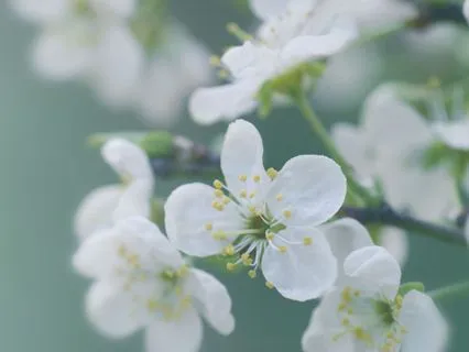 Peace Be With Your Heart