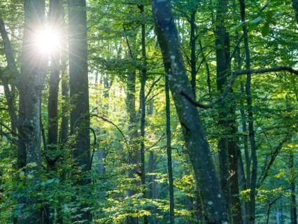 Peace Begins Within — Ambient Guitar Soundscape