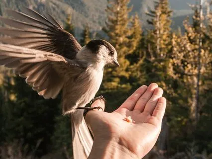 Peace Breathing/Mantra Meditation