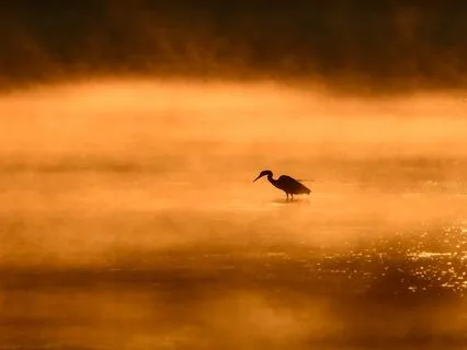 Peace & Harmony – Calm & Energizing Morning Music