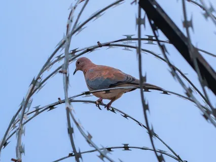 Peace In A Time Of Hate