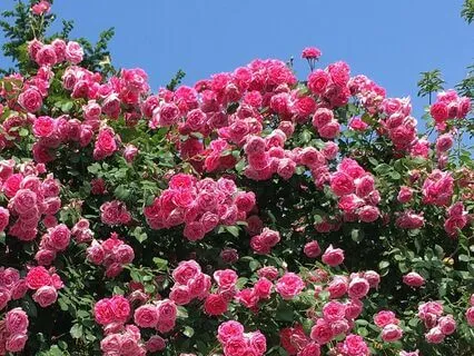 Peace In The Garden Of Roses