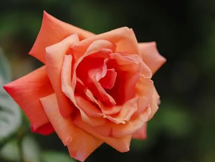 Peace In The Unfolding