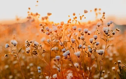 Peace In Your Speech