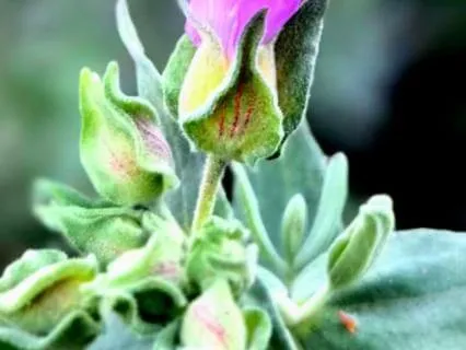 Peace Is Already Here — A Meditation For Deep Calm