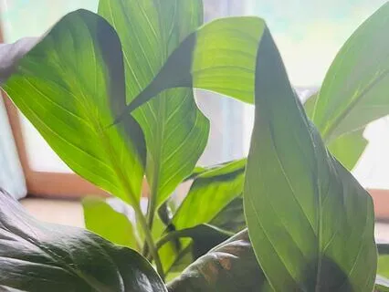 Peace Lily Plant Music On A Calm Day