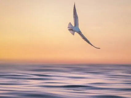 Peace Meditation - 528 Hz