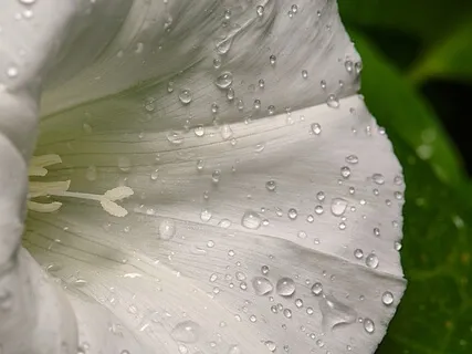 Peace, Music & Poems