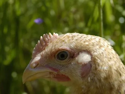 Peace Practice With The Arabic Mantra Aman