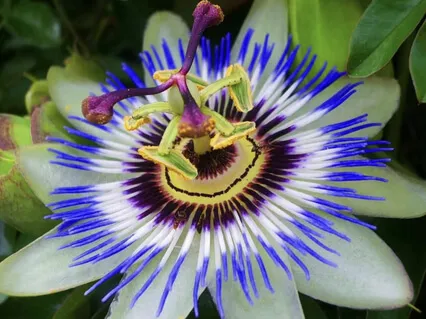 Peace Projects,Robert Dubial