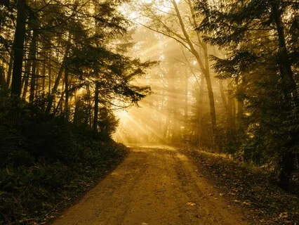 Peace Sine - Tribal Trap