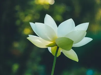 Peace: This Small Word Can Mean So Much