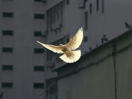 Peace To The World Meditation