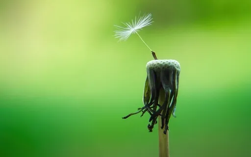 Peace With Experience