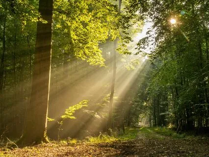 Peace Within - Anxiety Release - Fly with Heavenly Harp