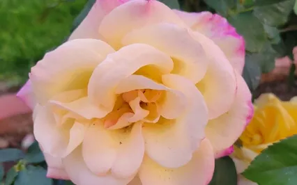 Peace Within Meditation 