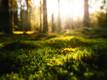 Peace Within, Peace All Around