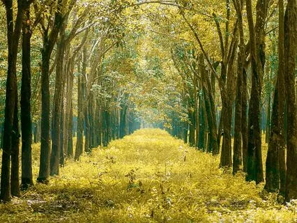 Peaceful Acoustic Flow For Mental Clarity