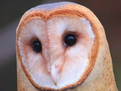 Peaceful Ambience: Meditative Drones