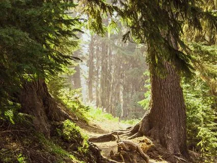 Peaceful and Inspired | Song Medley