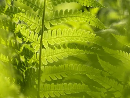 Peaceful & Relaxed: Gratitude Meditation