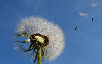 Peaceful & Relaxing Piano Music