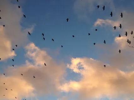 Peaceful Bird Meditation