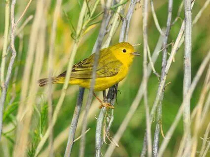 Peaceful Birdsong + 369 Hz + 963 Hz Tuning Forks (Alpha)