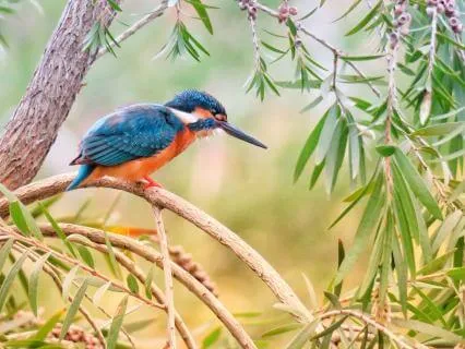 Peaceful Birdsong for Deep Sleep | 8-Hour Sleep Sounds