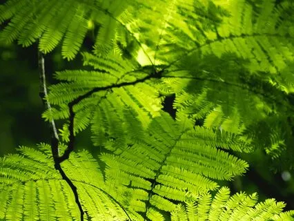 Peaceful Breath Meditation