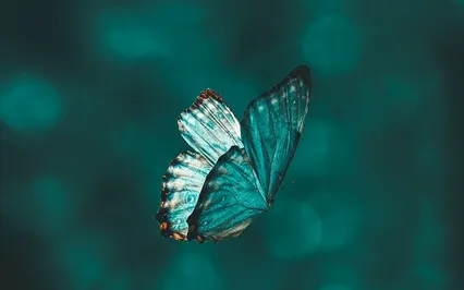 Peaceful Butterfly Sleep Meditation 