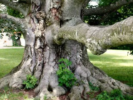 Peaceful Chakra Healing Music | Guitars At 396 Hz | 45 min