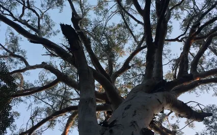 Peaceful Cicada Night Sounds 