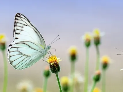 Peaceful Day In The Garden | Relaxing Nature Sounds For Stress Relief