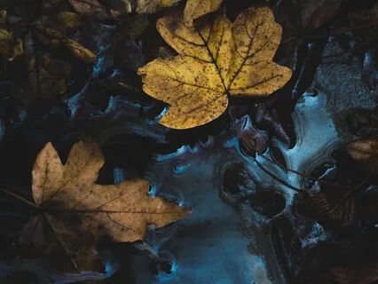 Peaceful Dog Walk: Trail Hike With Charlie