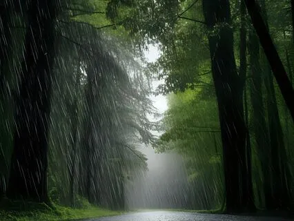 Peaceful Dreams Of Rain