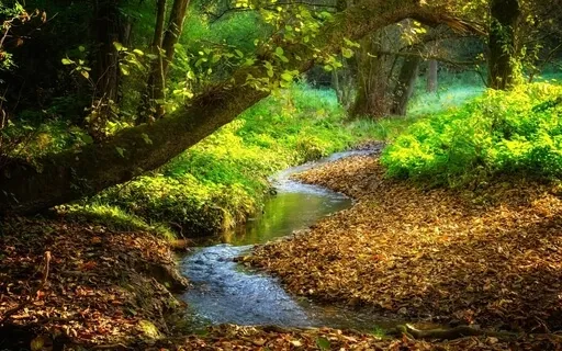 Peaceful Forest 432Hz 