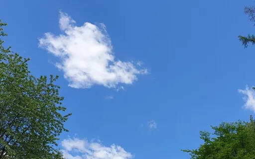 Peaceful Forest Birds Make Music Together Soft Piano Sounds