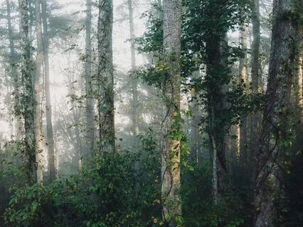 Peaceful Forest - Relaxing Ambient Music