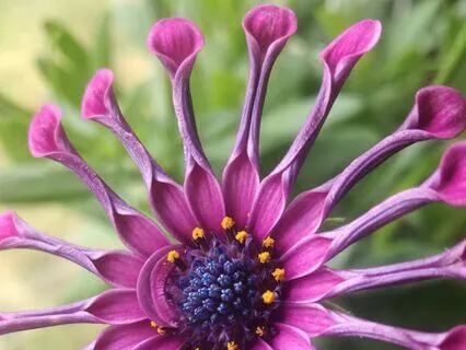 Peaceful Garden Presence