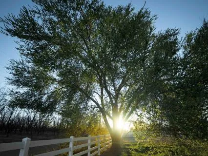 Peaceful Green Noise: Extra Long (11:11)