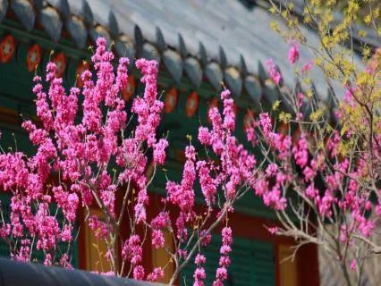 Peaceful Korea Hanok Morning | Guided Relaxation