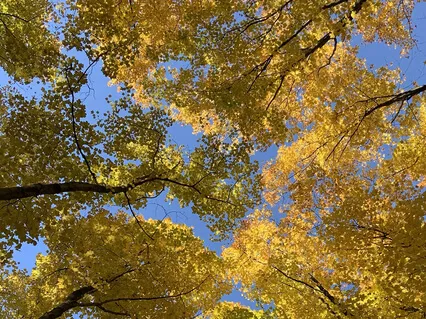 Peaceful Heart Meditation